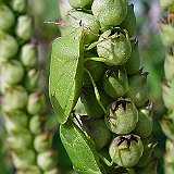 heteroptera punaises blattwanze